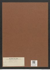 Nitzschia palea (de-Toni-Nr.: Genus 47, Species 2127 ?) Zeichnungen Sammlung Grunow Mappe 02251 (Herbarium_W_Grunow_drawings_Folder_02251)